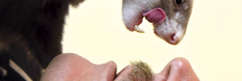 Cover image for post O, Ferret, by ferretlover123