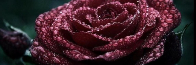 Cover image for post Burgundy, by Stacy13