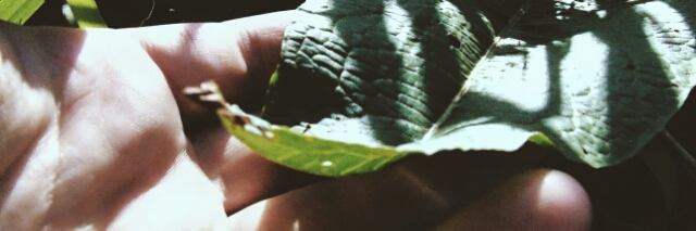 Cover image for post ⇾Coffee Shop Thoughts⇽, by Mourning_museum