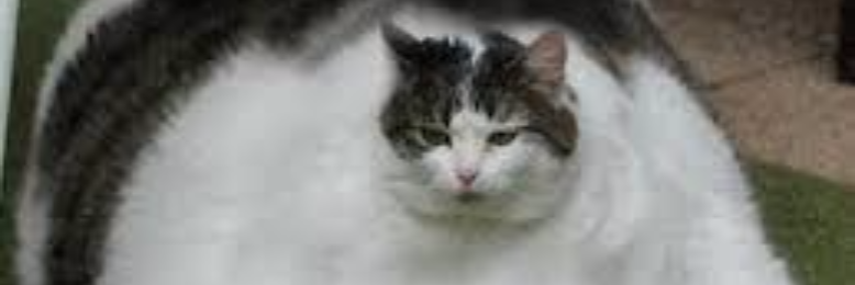 Cover image for post My Fat Flat Cat, by Pedro666