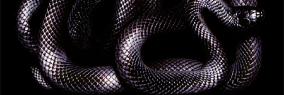 Cover image for post Venom, by CLong