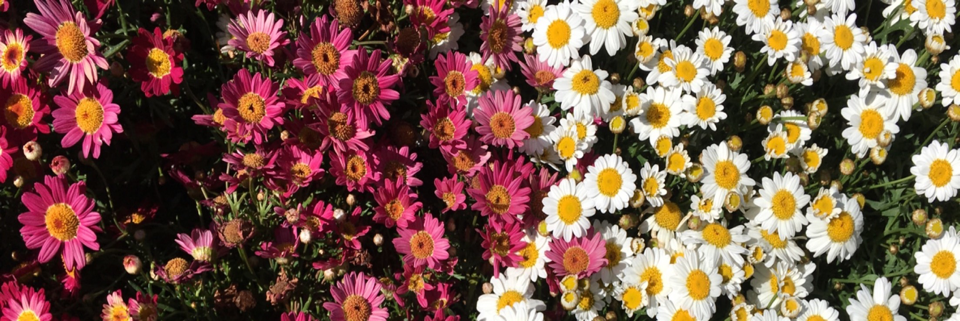 Cover image for post Writer, by Herbrokenpoetri