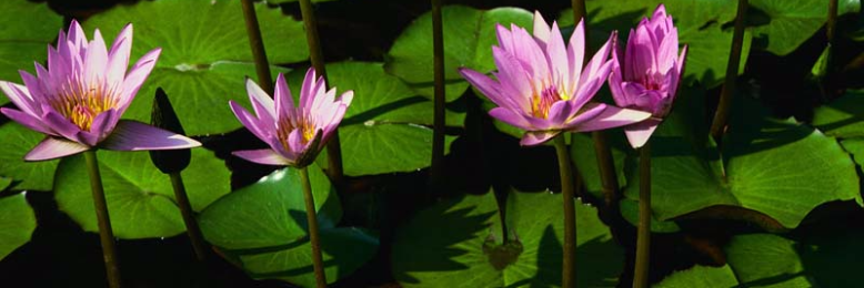 Cover image for post 42, by MNPointer