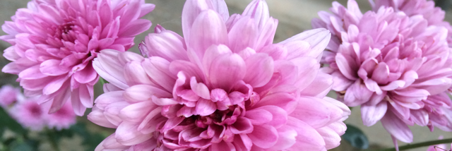 Cover image for post Untitled, by Rev_Frenchie