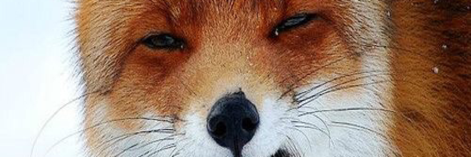 Cover image for post Wild, by Vyxyn