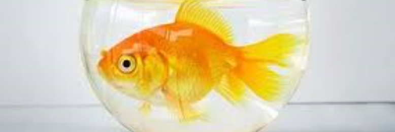 Cover image for post Toilet Bowl Burial, by sandflea68