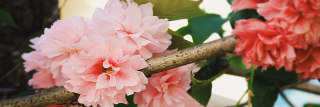 Cover image for post paper hearts, by Krystalize