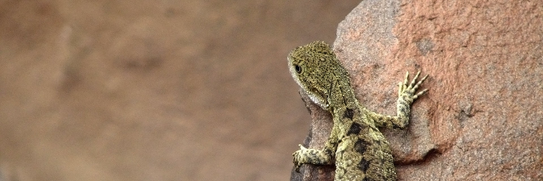 Cover image for post Xeriscape, by nfaulk6