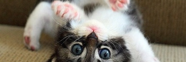 Cover image for post Tipsy Whiskey, by LillyZ