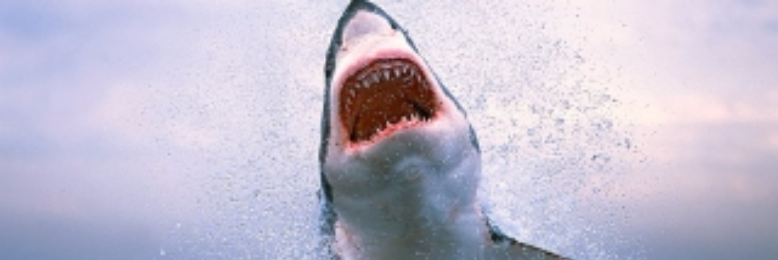 Cover image for post Repast, by nfaulk6