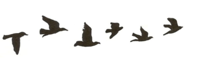 Cover image for post Birds, by SilverWolf