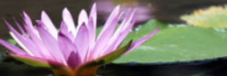 Cover image for post Loneliest..., by El_Tennze