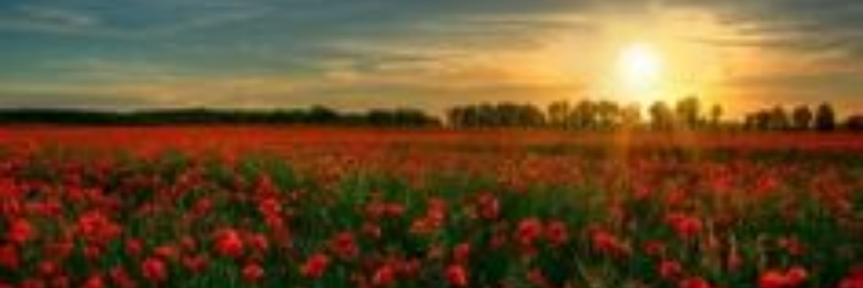 Cover image for post A Prosy Picture, by AkritiDhasmana