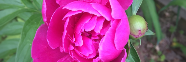 Cover image for post For Forever, by LaurenSimetta