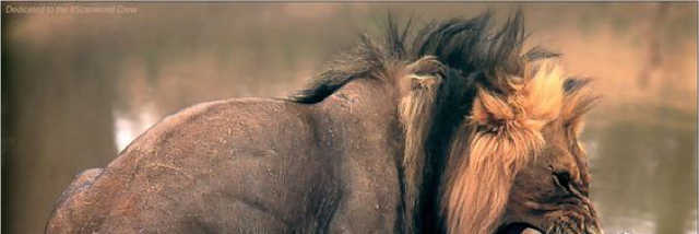 Cover image for post Higher Beasts, by Darker_sins