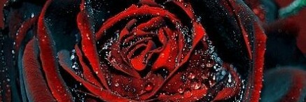 Cover image for post Silence, by Makerpurr