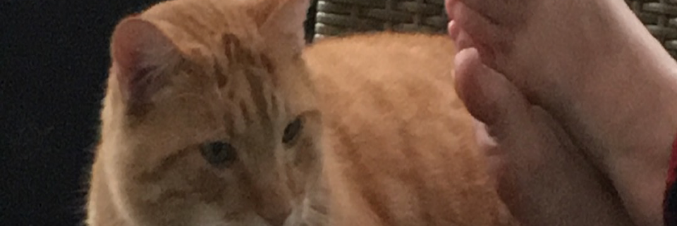 Cover image for post Snapshots, by Autumnpath