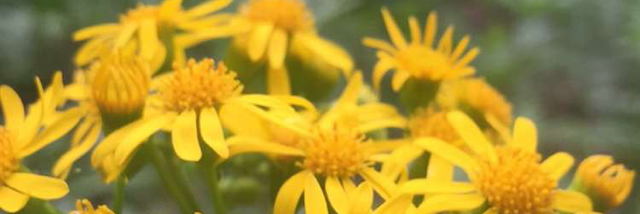 Cover image for post Florist, by SummersBreak