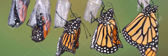 Cover image for post Metamorphosis, by DavidMark