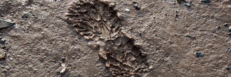 Cover image for post In Bloom, by JosephLord