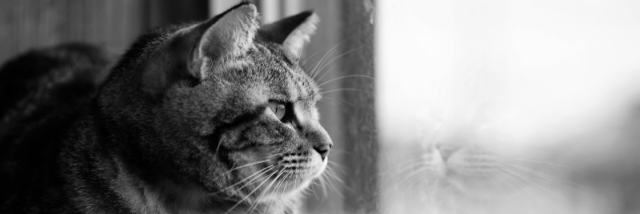 Cover image for post I Swear I Didn't Make This Up, by ZCarpediem