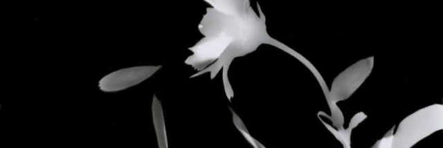 Cover image for post Drip ..., Drip ...,, by LillyZ