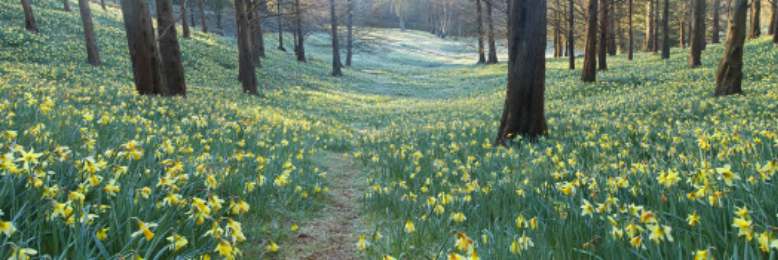 Cover image for post Paradise, by elizapearl