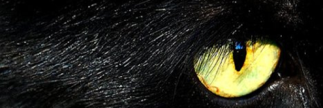 Cover image for post Nocturnal, by RatedJordan