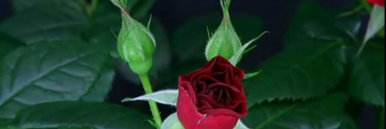 Cover image for post In the Wee Hours, by nfaulk6