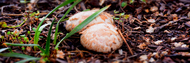 Cover image for post Soil, by Justme