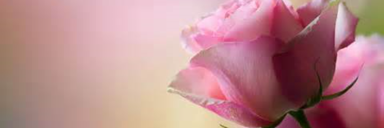 Cover image for post Bloom, by estein42