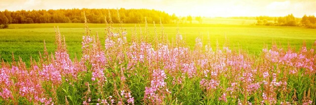 Cover image for post Summer Lady, by sincerelyames