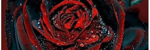 Cover image for post Love IS Love, by Makerpurr