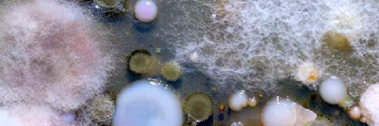 Cover image for post Daily Experiment, by DaveScott