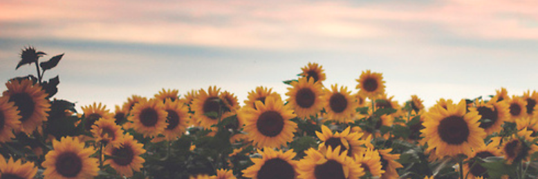 Cover image for post Summertime Happiness, by AuroraRaine