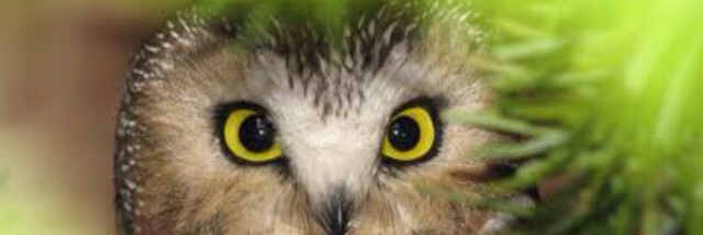 Cover image for post To be Heard, is not absurd, by nitawilson70