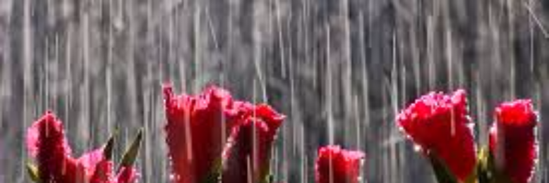 Cover image for post Summer Euphoria, by granger