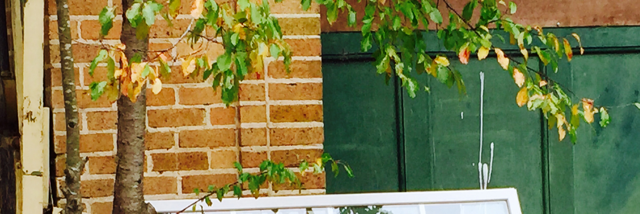 Cover image for post September Cotillion, by RealSherryLS