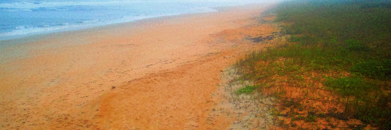 Cover image for post Washed Whispers of the Sea, by sandflea68