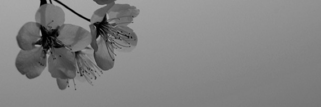 Cover image for post Womb to Tomb, by JairoChacon