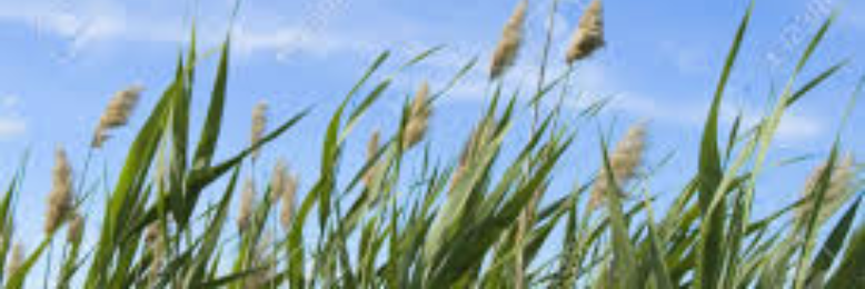 Cover image for post Wind In Tall Grass, by sandflea68