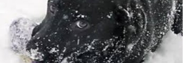 Cover image for post Furry New Friend, by Stacy13