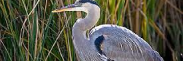 Cover image for post Ebb and Flow, by sandflea68