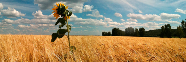 Cover image for post Weary, by YAngeL