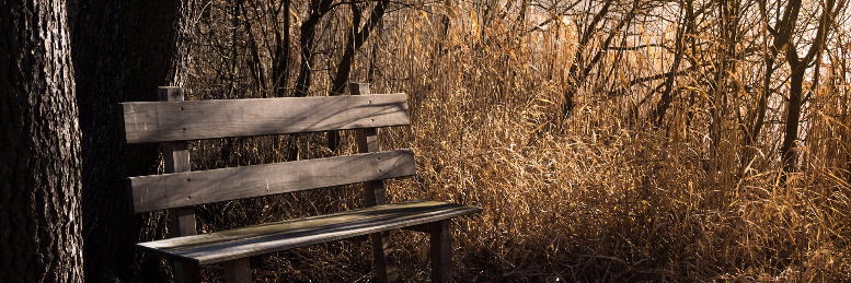 Cover image for post A night in the woods, by ZainabAdejumobi