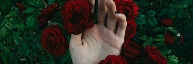 Cover image for post The Rose She Refused To Take, by AngelRigali