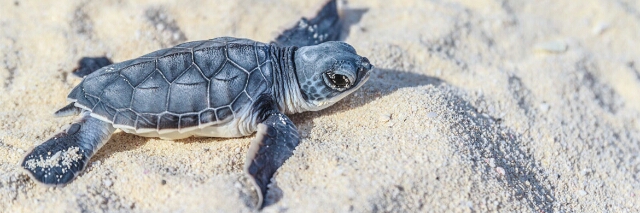 Cover image for post Untitled, by ShiraFaheem