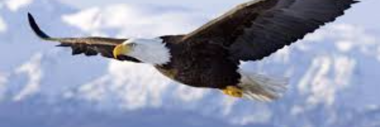 Cover image for post FLYING FREE, by sandflea68