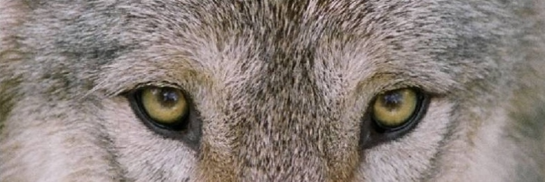 Cover image for post I Am Not A Monster, by EmmaKat