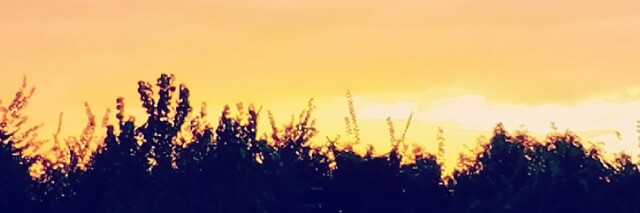 Cover image for post missing tooth., by pialottawrites